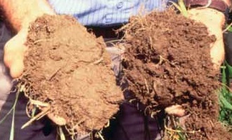 Soil from conventional (left) and an organic (right) fields.