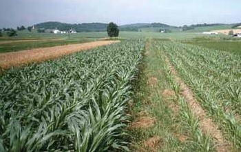 Corn in drought: with and without legumes.