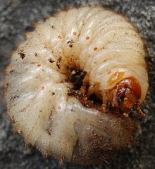 larve de cétoine dorée